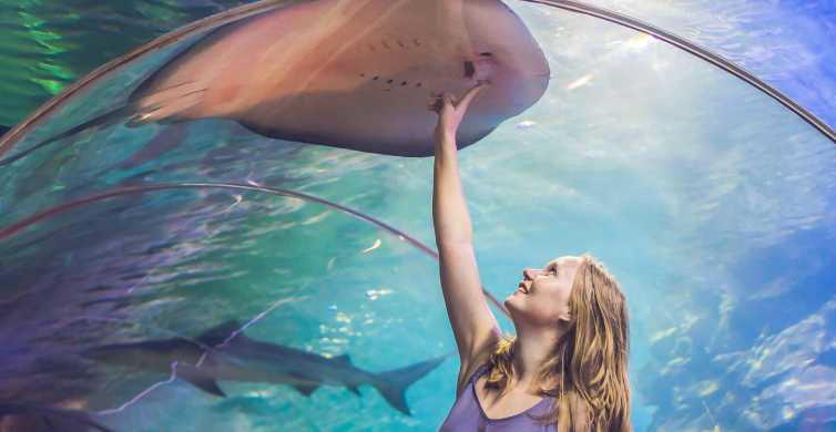 A person touching a stingray in a tank  Description automatically generated