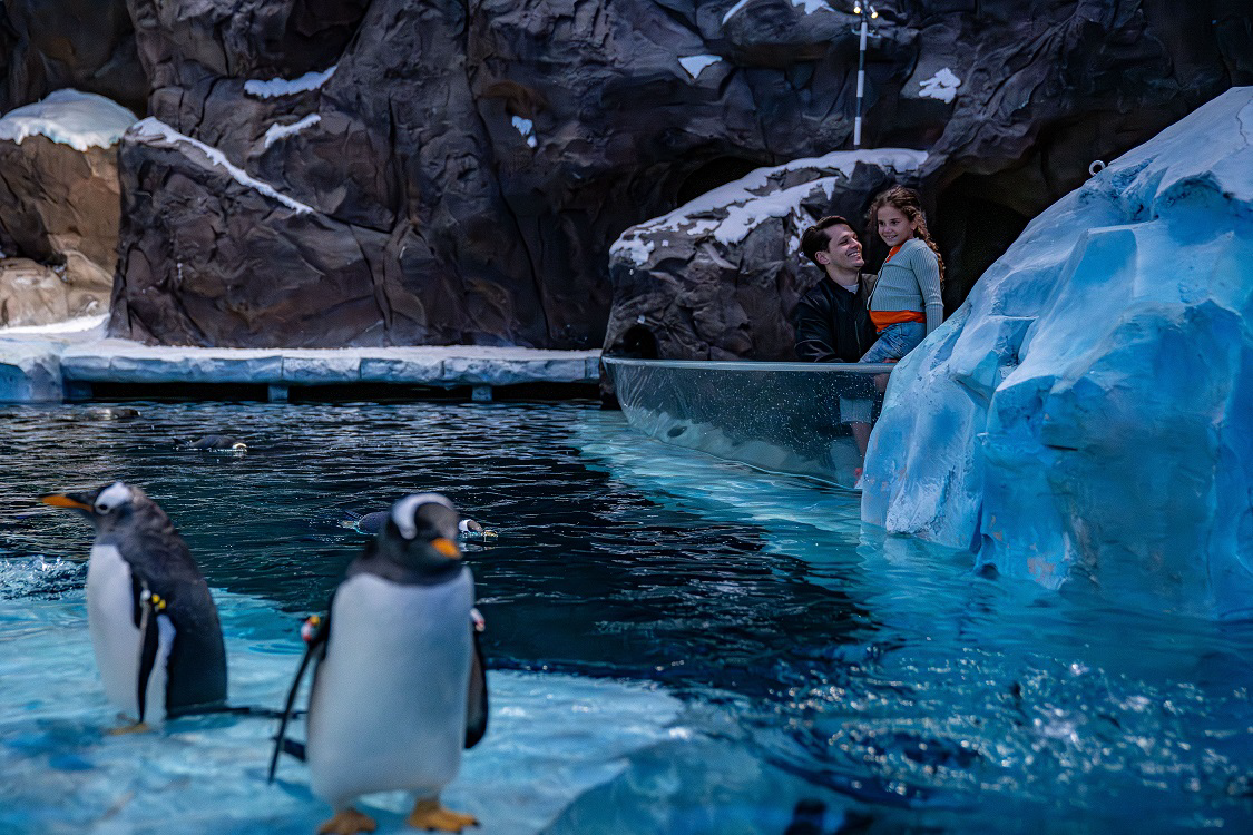 A couple of penguins in a zoo exhibit  Description automatically generated