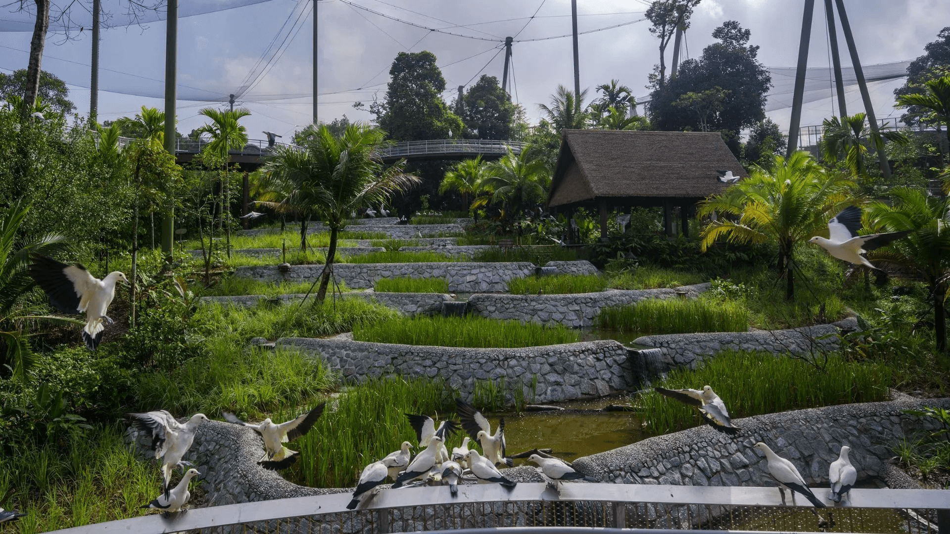 Bird Paradise Singapore